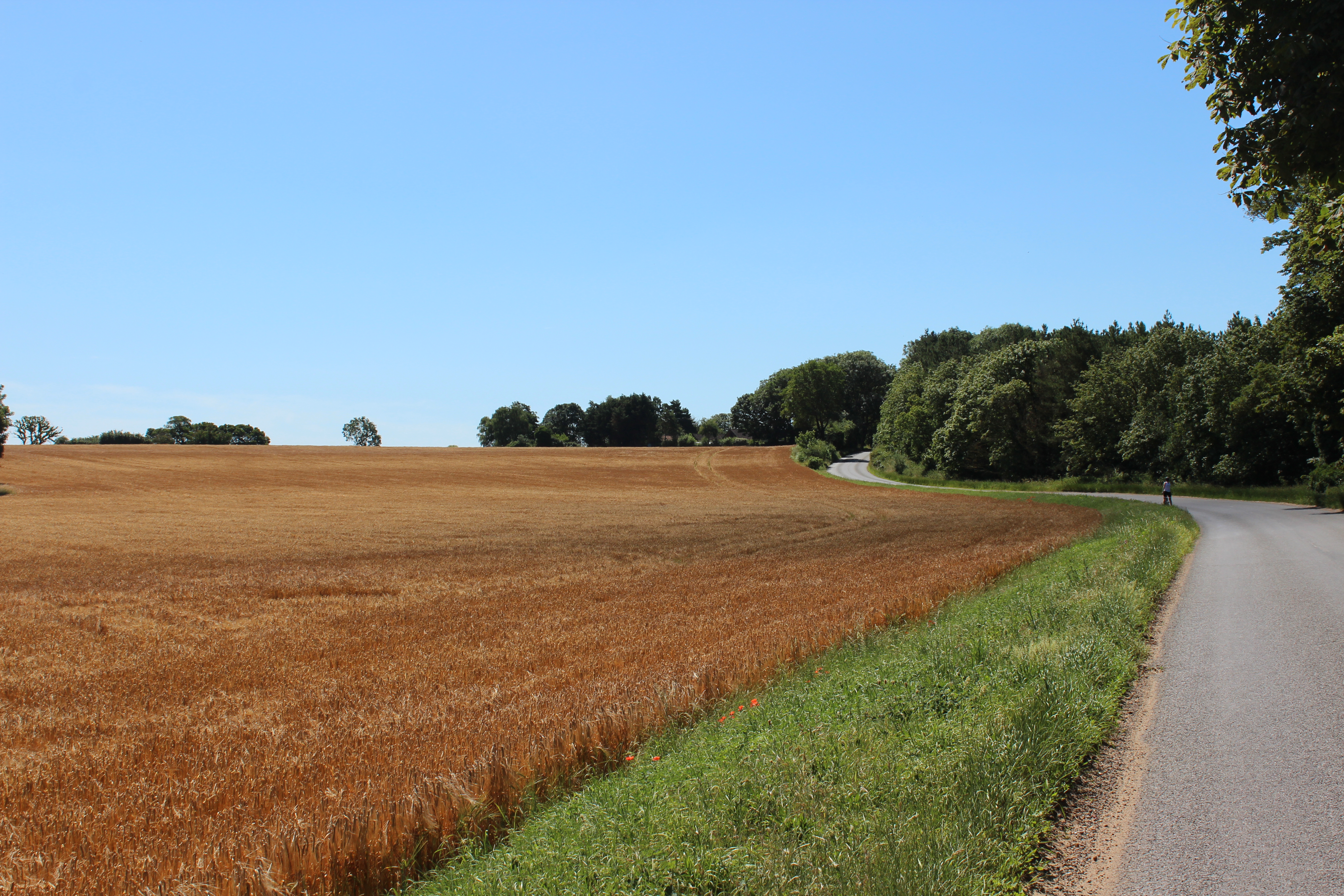 Cyclist on a quiet Suffolk lane through harvest wheat fields